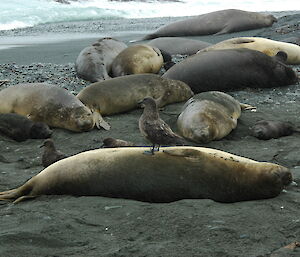 Female elephant seals and pups share a beach with skuas on Macquarie Island
