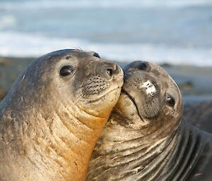 Two elephant seals