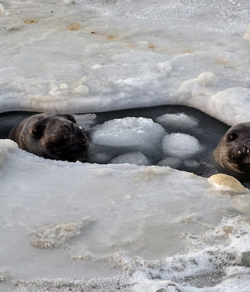 Two elephant seals in a breathing hole in the sea ice