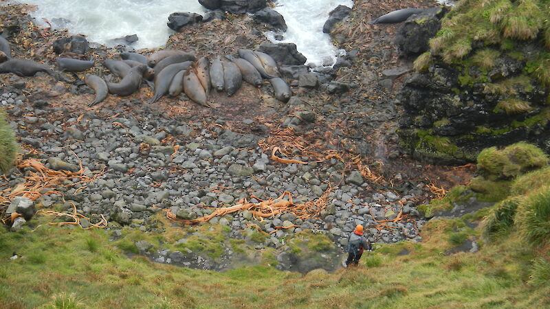 Elephant seals at the base of a scree slope on Macquarie Island.