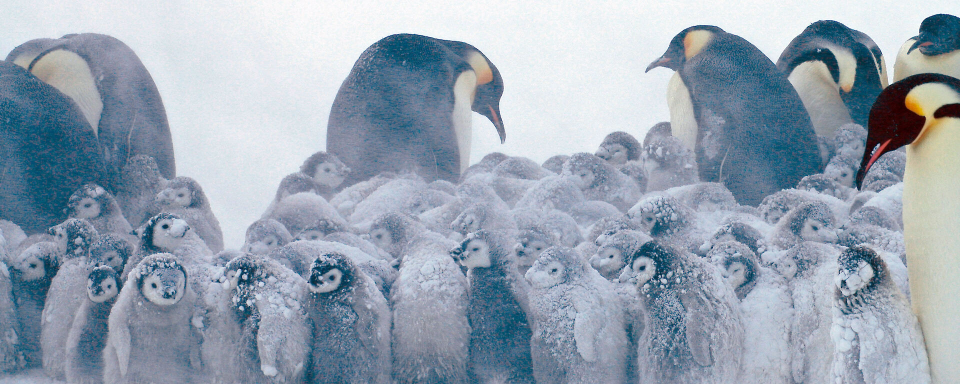 A huddle of emperor penguin chicks in a blizzard.