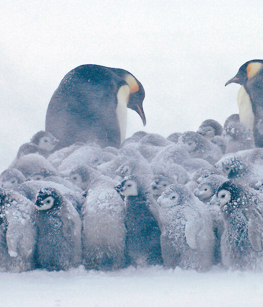 A huddle of emperor penguin chicks in a blizzard.
