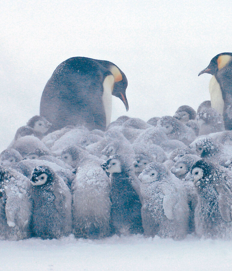 New breeding behaviour discovered in emperor penguins – Australian