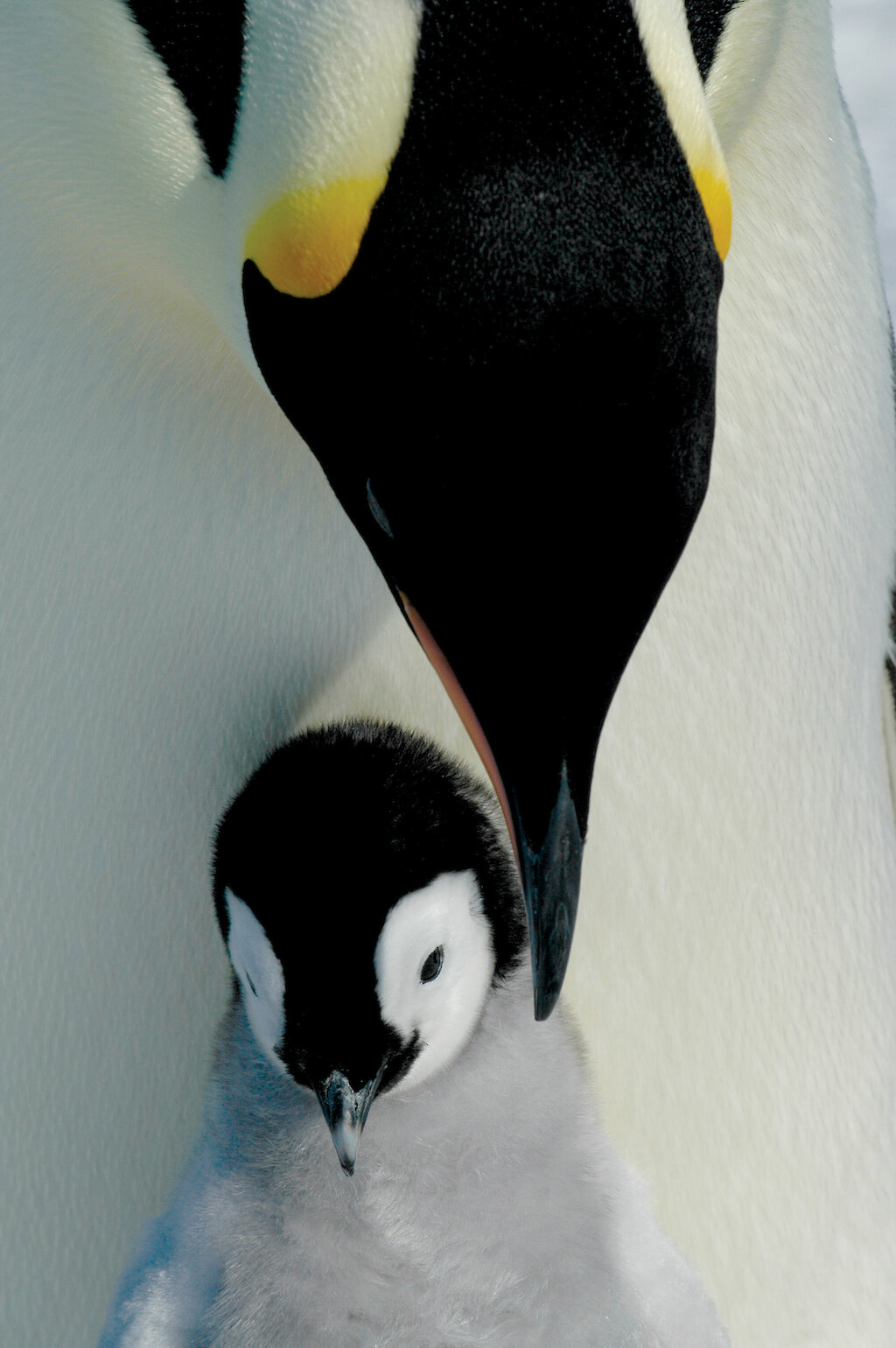 New breeding behaviour discovered in emperor penguins — Australian