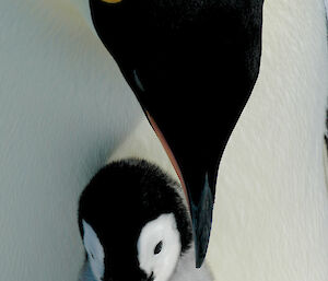 An emperor penguin chick and adult.