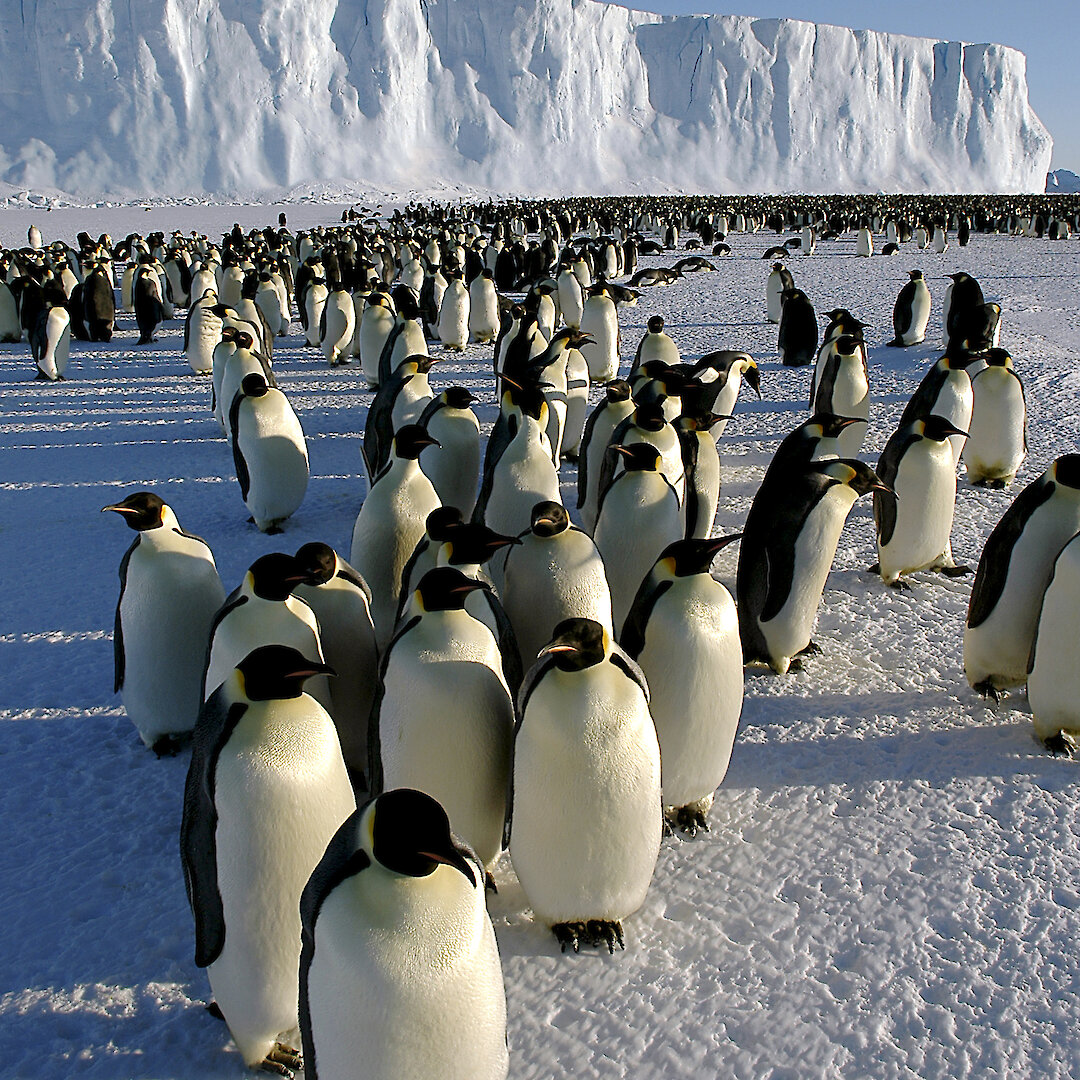 New breeding behaviour discovered in emperor penguins — Australian