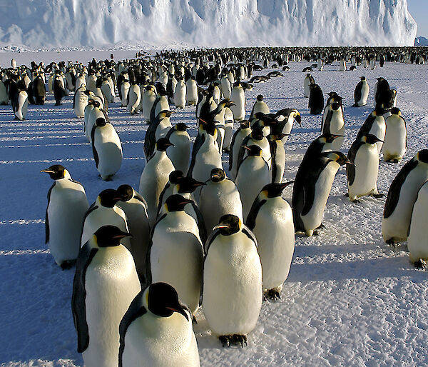 A colony of emperor penguins on the sea ice with an ice shelf behind.