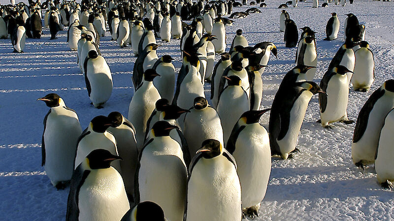 A colony of emperor penguins on the sea ice with an ice shelf behind.