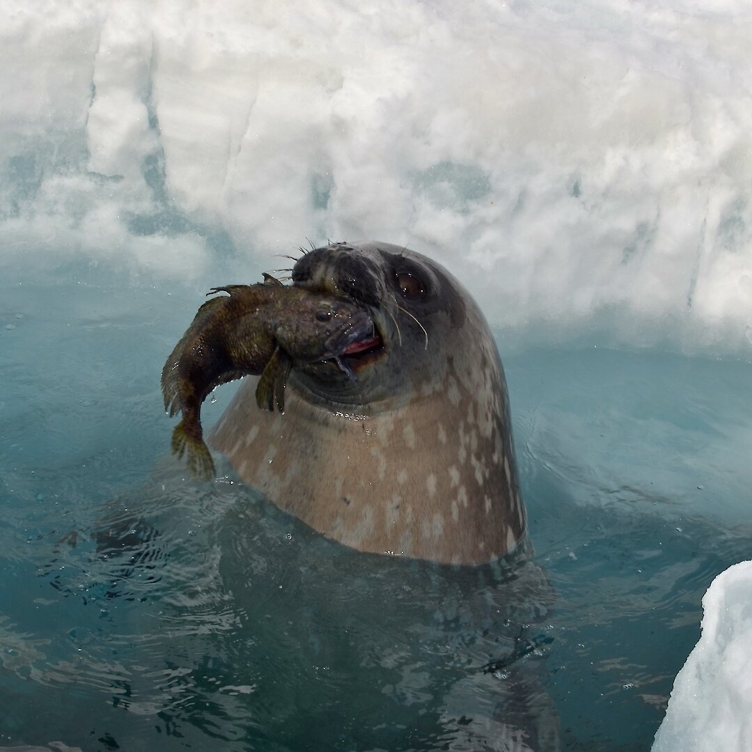Seal Of Approval For Dive Project — Australian Antarctic Program News