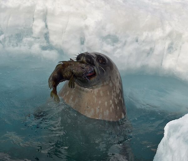 A Weddell seal with an icefish in its mouth, in a dive hole