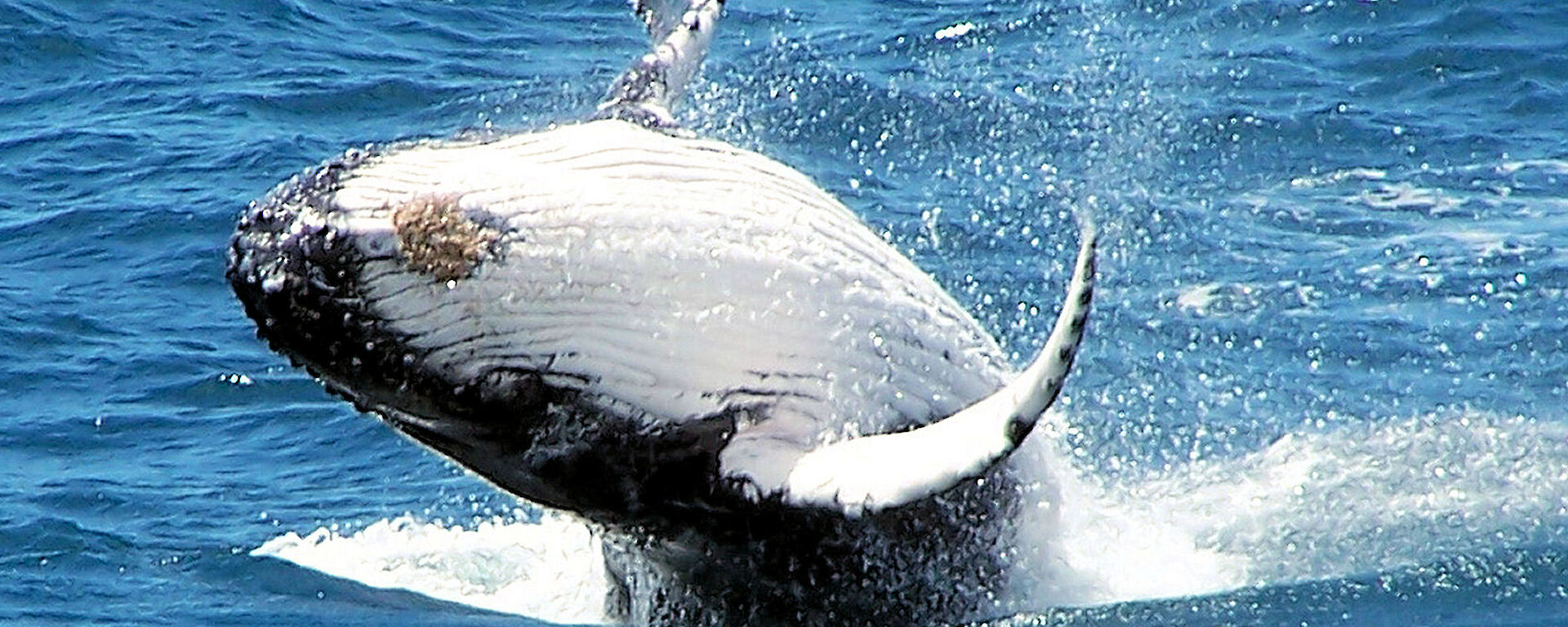 Humpback whale