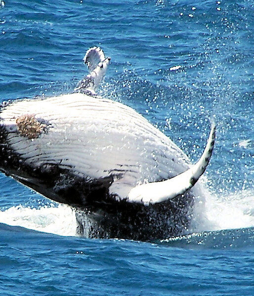 Humpback whale