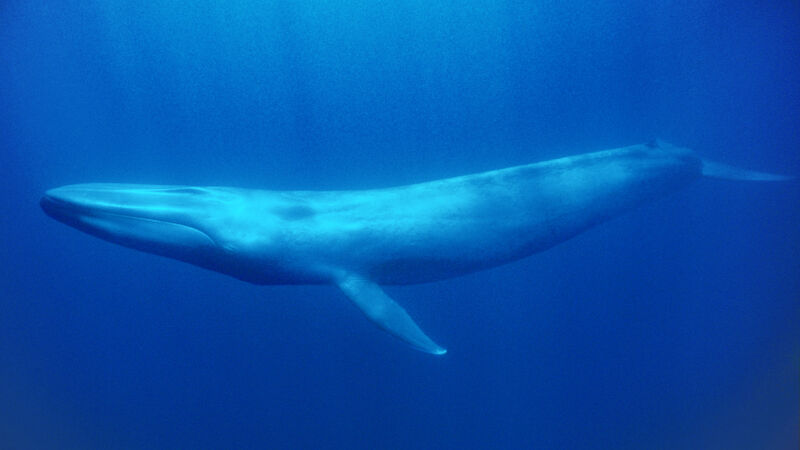 Blue whale