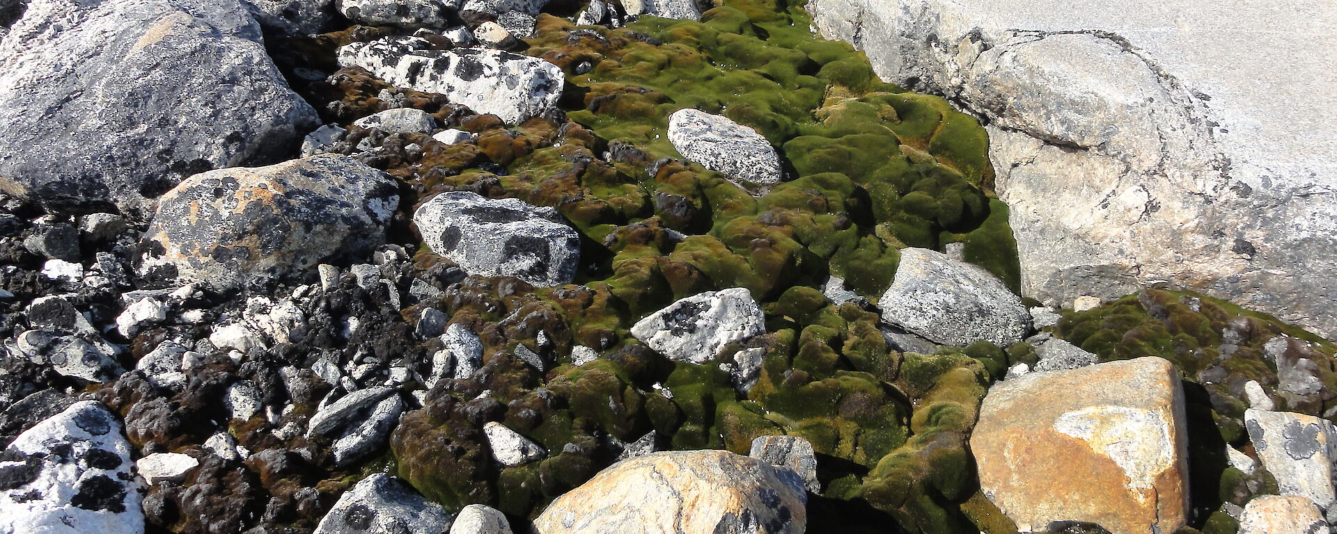 A growth of mosses on rocks near Casey station.
