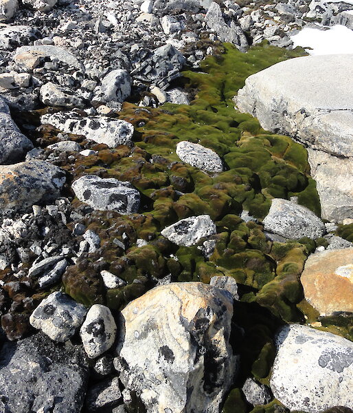A growth of mosses on rocks near Casey station.