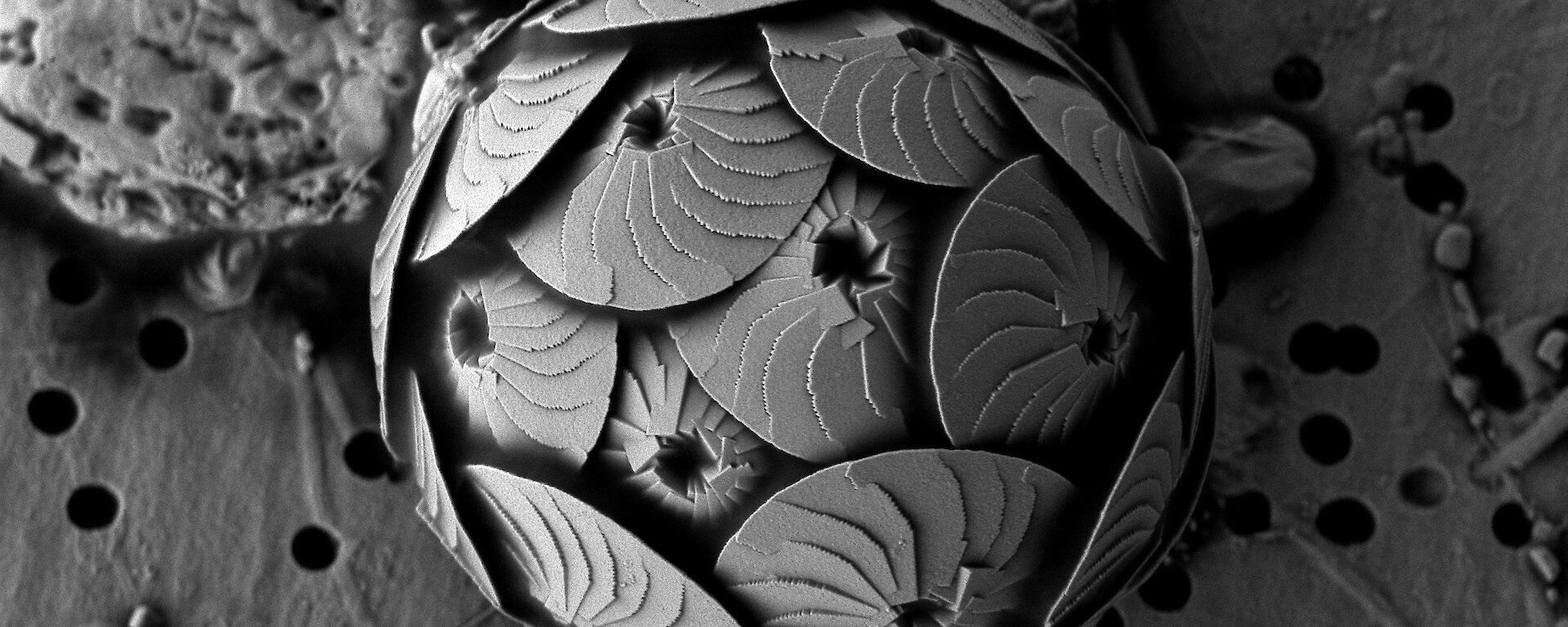 A scanning electron micrograph of a coccolithophorid (marine alga) Calcidiscus leptoporous. Coccolithophorids differ from other phytoplankton in having an external covering of scales made of the mineral calcite – a major component of sea shells.