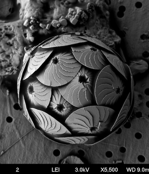 A scanning electron micrograph of a coccolithophorid (marine alga) Calcidiscus leptoporous. Coccolithophorids differ from other phytoplankton in having an external covering of scales made of the mineral calcite – a major component of sea shells.