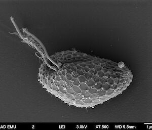 This cell is from the Cryptophyte group and was collected in the waters off Davis station, Antarctica. Cryptophytes are single celled animals (protozoa) with whip-like ‘flagella’.
