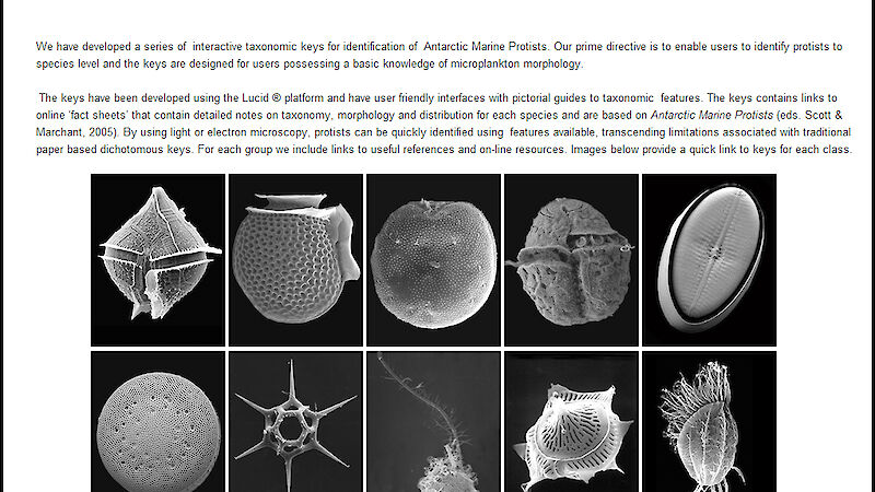 A screen shot of the home page of the Antarctic Marine Protists taxonomic key website. Users can click on the images to launch keys to the relevant taxonomic group. Many of the images were taken in the Australian Antarctic Division’s electron microscopy laboratory. Others are credited and referenced accordingly.