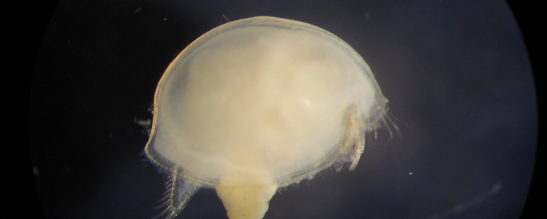 An ostracod, Philomedes charcoti — a small, sediment dwelling crustacean.