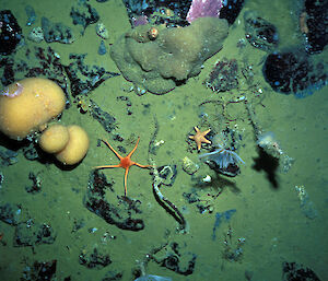 A mix of soft sediment and hard substrate in O’Brien Bay near Casey station. Starfish and sponges are visible in the sediment.