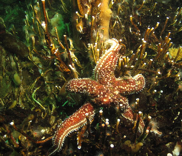A common seastar, Diplasterias brucei, amongst a complex mix of epifaunal species including sponges and polychaete fan worms near Davis station.