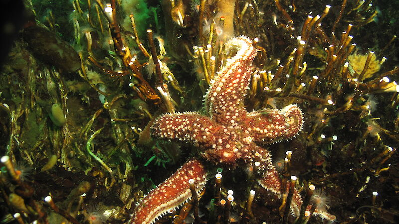 A common seastar, Diplasterias brucei, amongst a complex mix of epifaunal species including sponges and polychaete fan worms near Davis station.