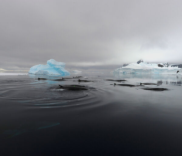 A pod of minkes, including one recently tagged with a green acoustic tag, in their feeding grounds in the Gerlache Strait off the Antarctic Peninsula