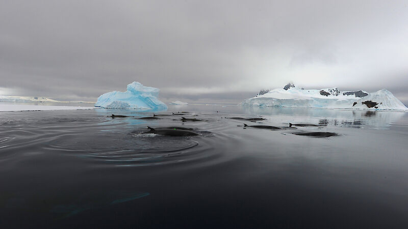 A pod of minkes, including one recently tagged with a green acoustic tag, in their feeding grounds in the Gerlache Strait off the Antarctic Peninsula