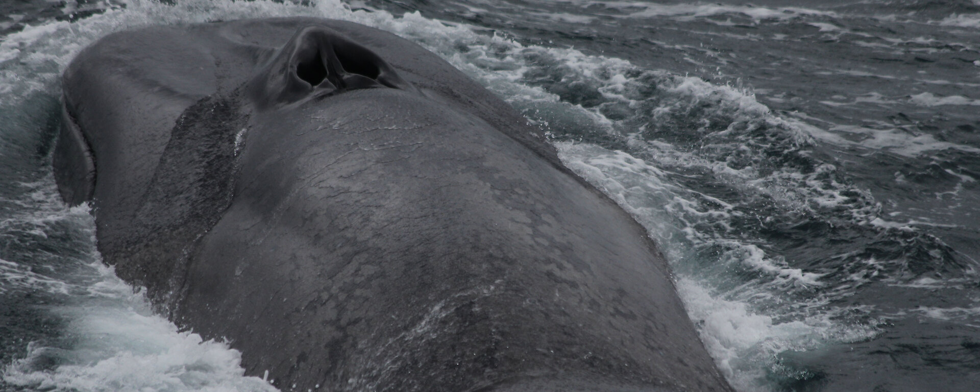 An Antarctic blue whale surfaces for air.