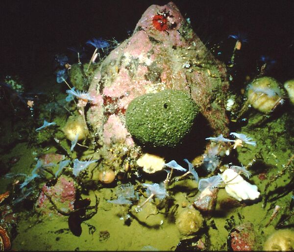 A boulder underneath the sea ice covered in and surrounded by invertebrates such as sponges and sea fans