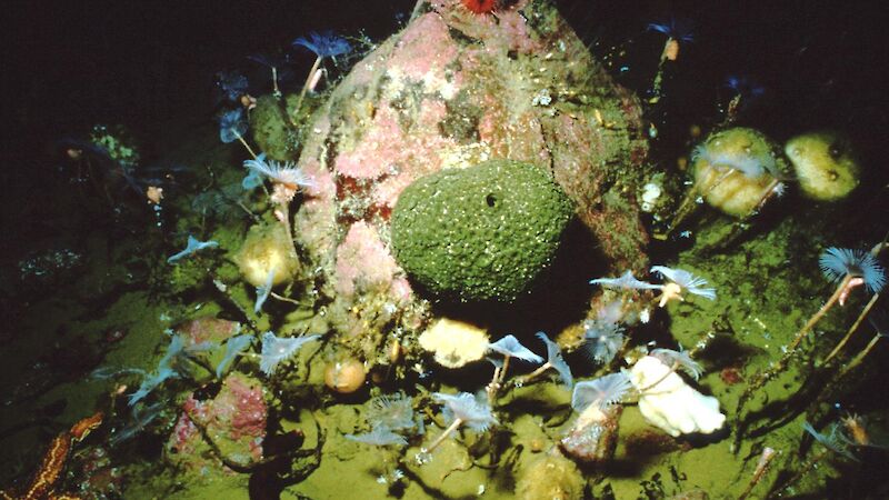 A boulder underneath the sea ice covered in and surrounded by invertebrates such as sponges and sea fans