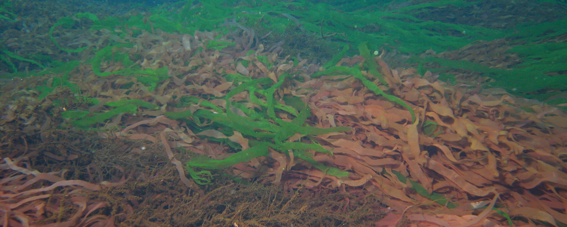 Seaweeds on the sea floor in Antarctica