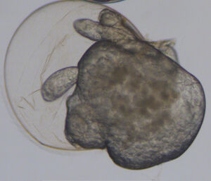 Microscopic image of a krill nauplius larva hatching from its egg