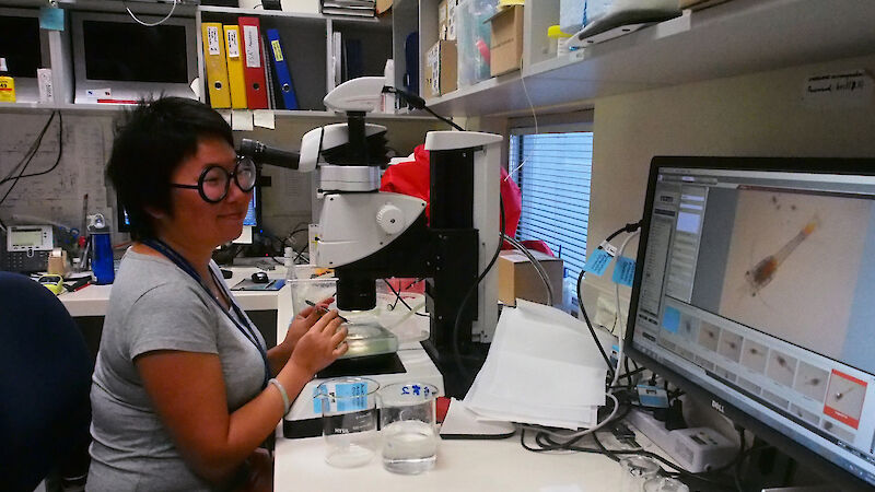 Krill researcher, Molly Jia, sitting at the microscope