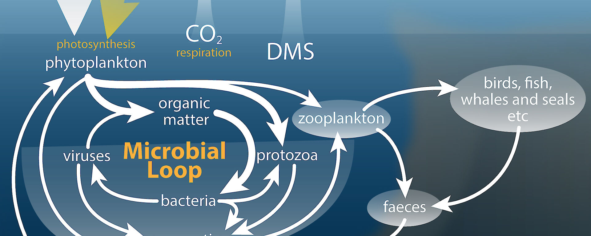 Schematic of transfer of carbon in the marine ecosystem and how marine microbes affect concentrations of climate-active gases