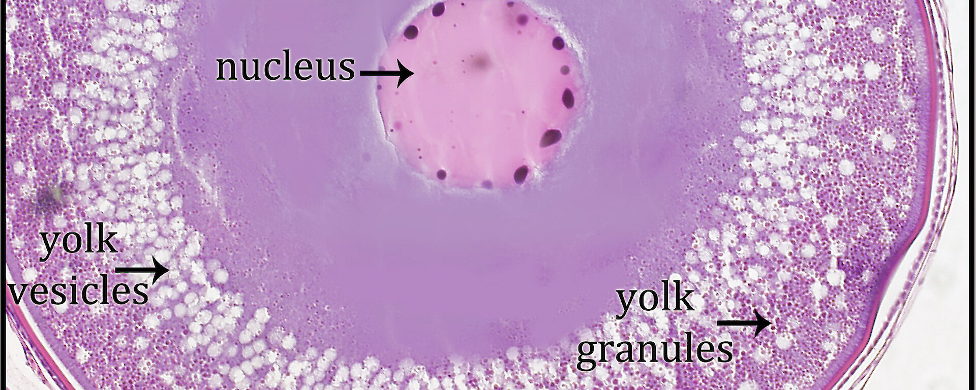 An early stage in toothfish egg development