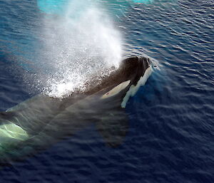 Killer whale near Australia’s Casey station