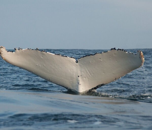 Humpback whale fluke