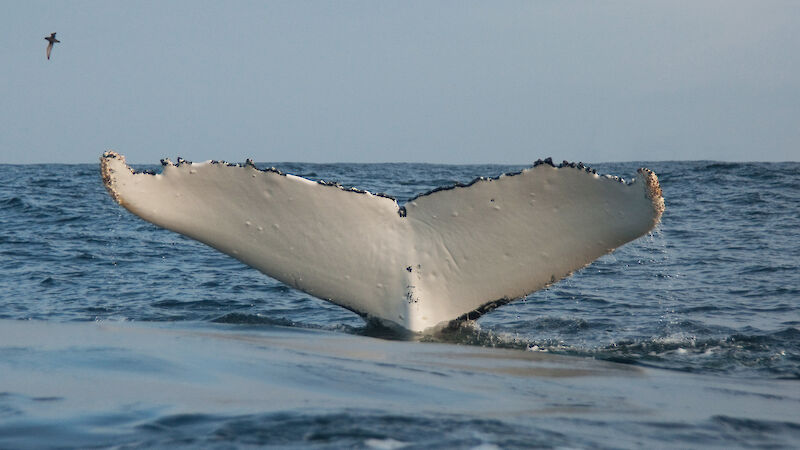 Humpback whale fluke