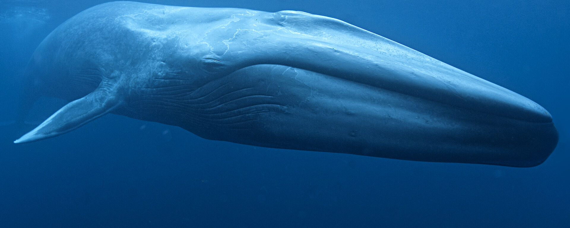 Antarctic blue whale