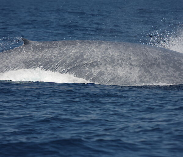 Blue whale