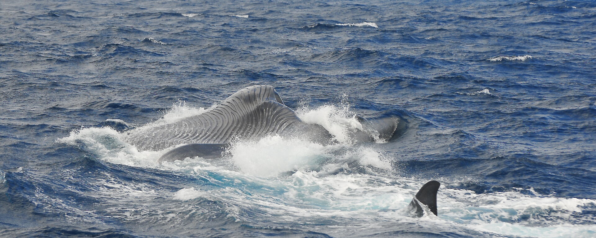 Blue whale feeding