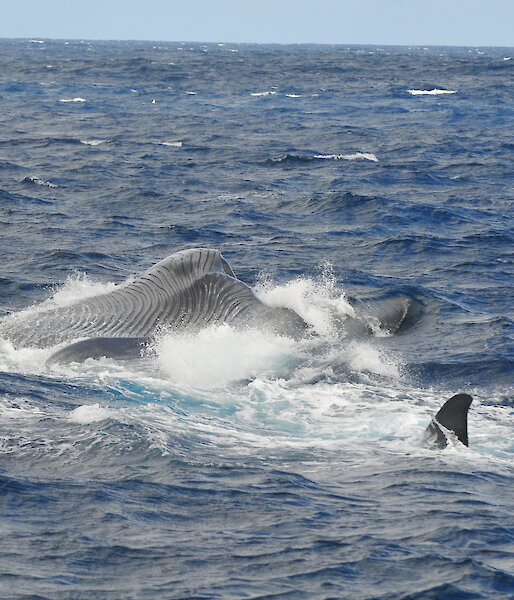 Blue whale feeding
