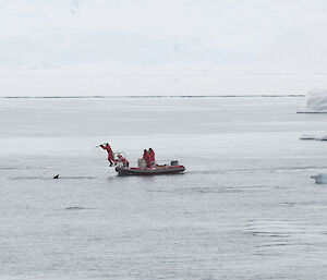 Dr Nick Gales successfully tags a minke whale from the bow of the inflatable rubber boat.