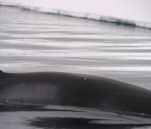 A satellite tag deployed in the blubber of a minke whale