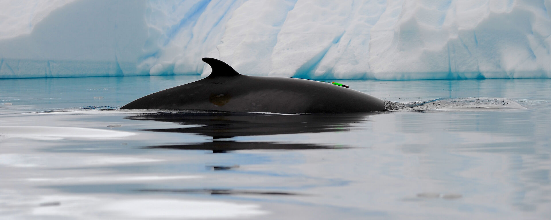 A suction-cup tag attached to an Antarctic minke whale.