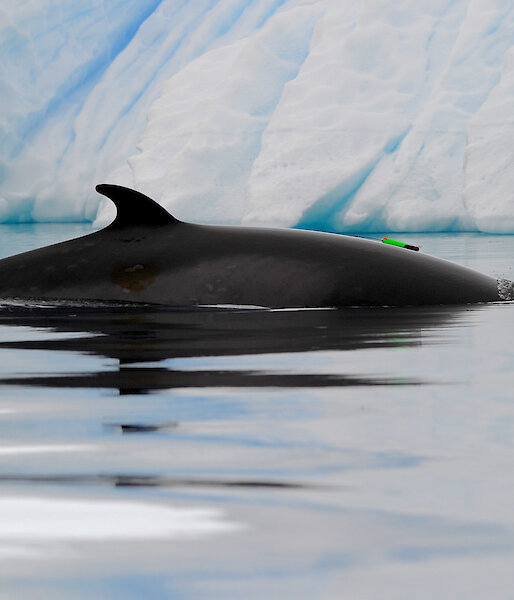 A suction-cup tag attached to an Antarctic minke whale.