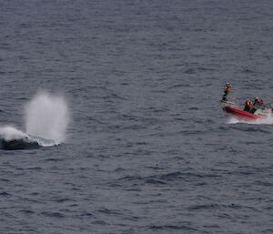 The small boat team in the Remora approach an Antarctic blue whale