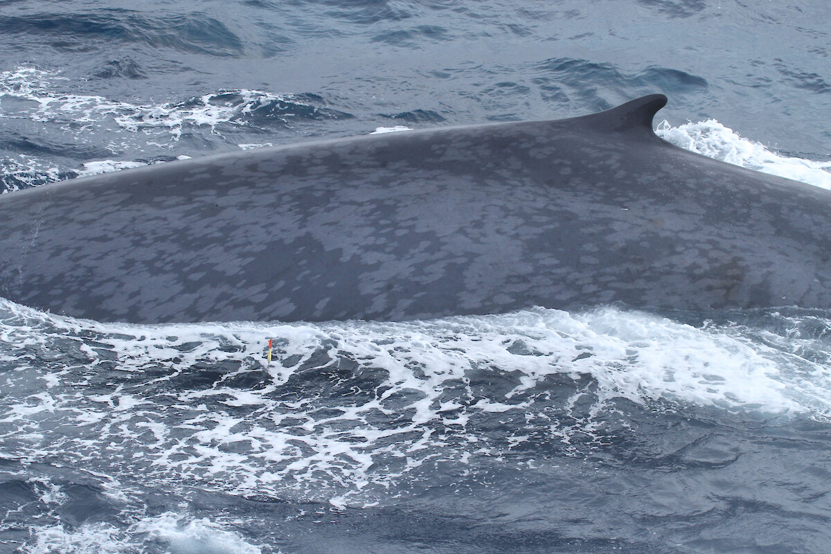 Australia’s successful Antarctic blue whale voyage